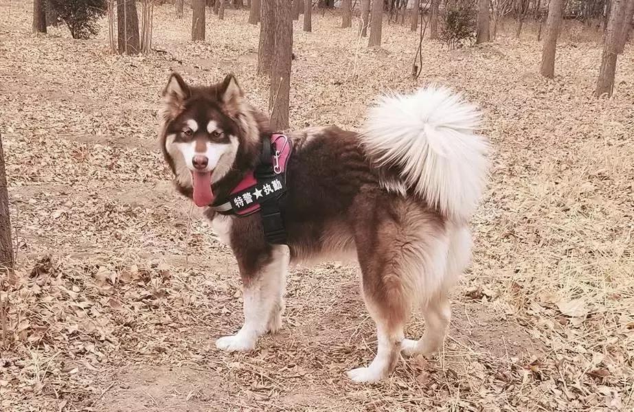 给它们一个家|线上宠物领养日,201903101