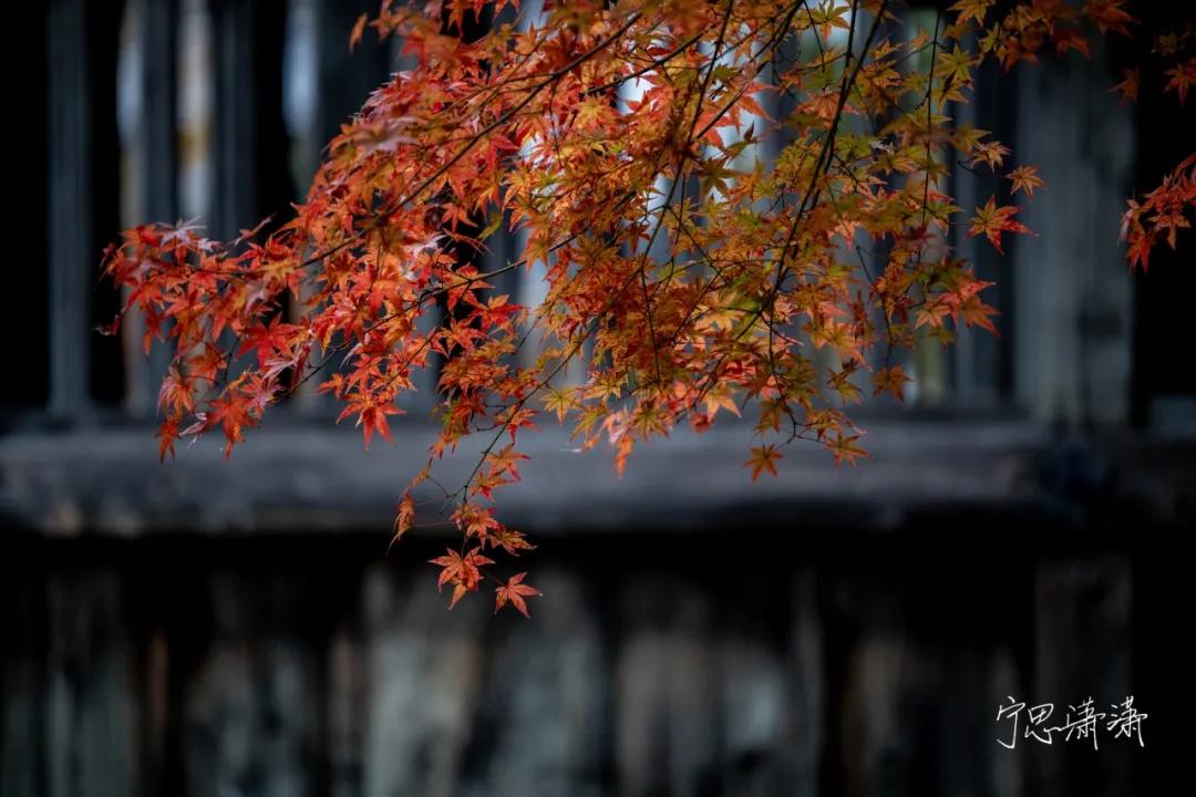 佳能全画幅微单是什么卡口,佳能rf卡口镜头今年还会出吗