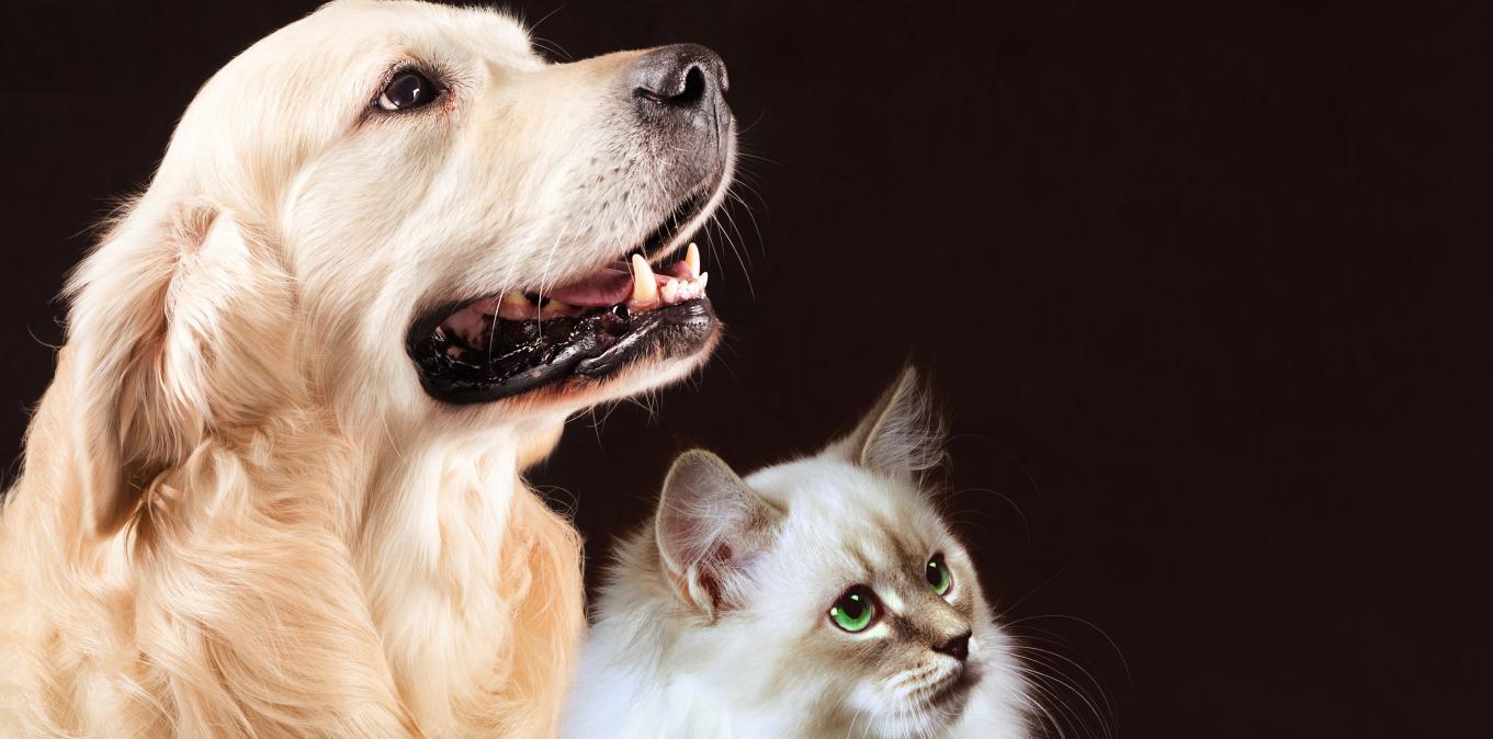 美国特芙,美国特芙狗粮怎么样