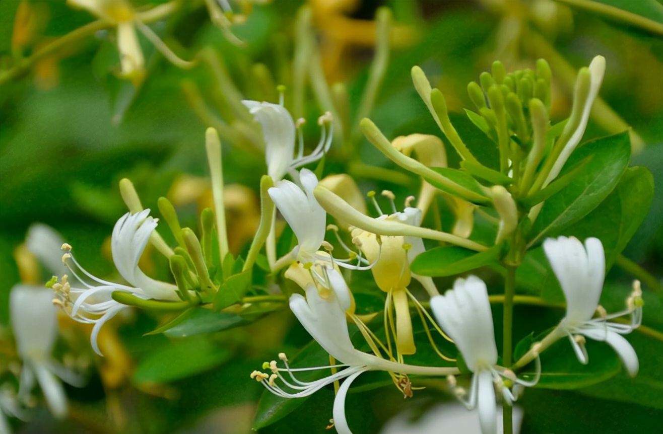 适合吸甲醛的盆栽花有哪些,吸甲醛最好的10种无毒花