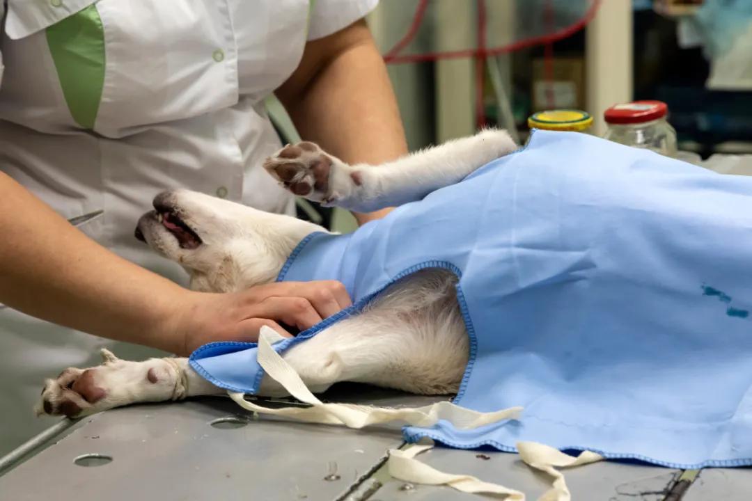 狗狗投毒事件,狗狗被投毒怎么急救