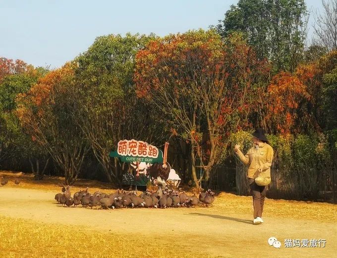 齐河附近带孩子自驾游景点,周边亲子游齐河