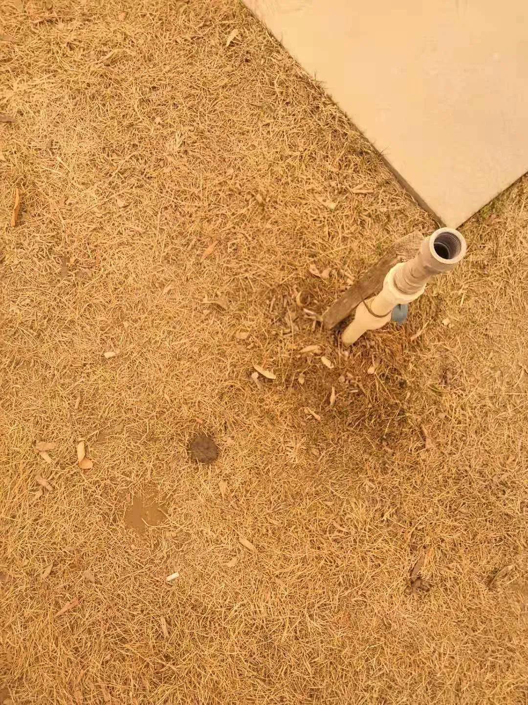 宁夏吴忠遛狗,吴忠适合遛狗的公园