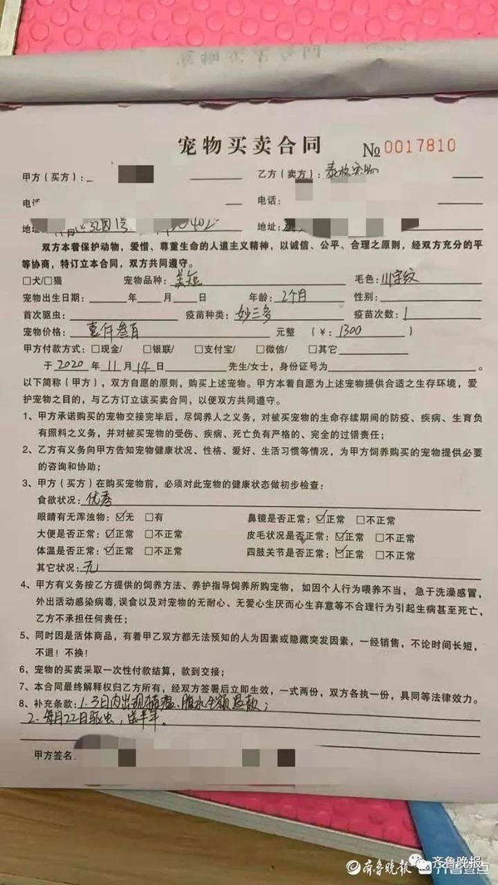 猫咪拉稀治愈花多少钱,猫去了一趟宠物医院就拉肚子