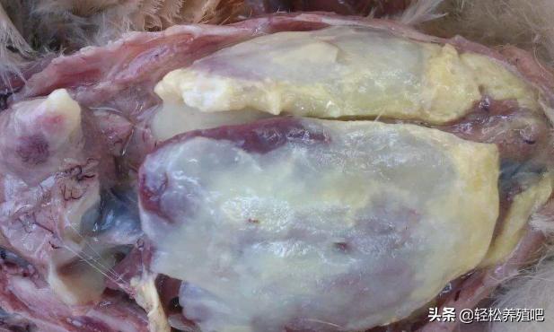 鸡得了大肠杆菌用什么方法最好,鸡得大肠杆菌后产蛋率恢复不上去