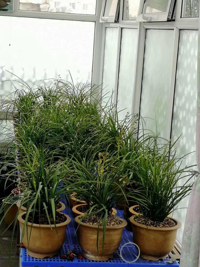 腐殖土养兰花要放肥吗,腐殖土种兰花正确方法