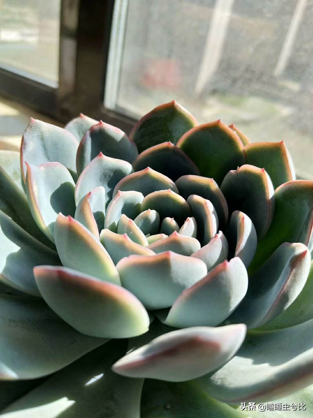 多肉长得又瘦又高怎么办,多肉长得又高又瘦怎么办