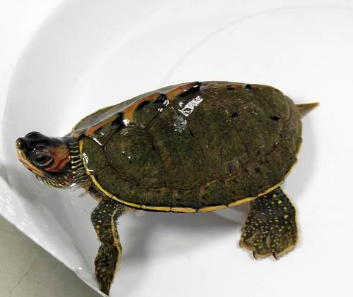 牢底坐穿系列,养一只就会坐牢,快看下你家有没有这些乌龟