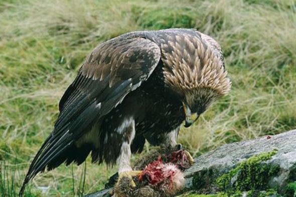 2019年黑龙江有多少种珍稀动物,黑龙江省国家一级保护动物名录