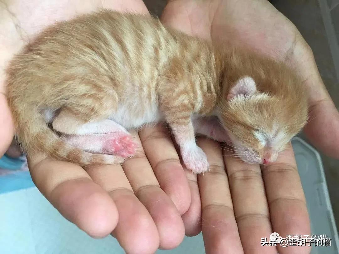 如何看出猫咪年龄有多大,如何判断猫咪的年龄