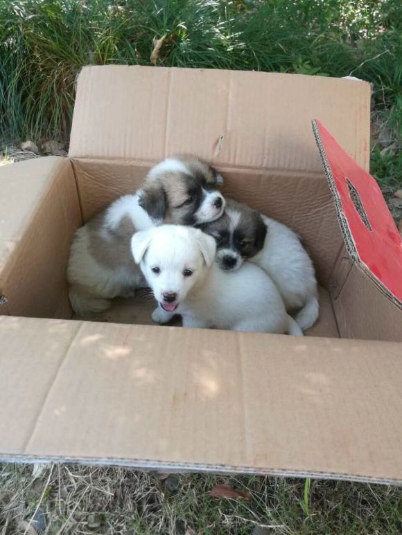 最常见的土狗有哪些,哪种品种土狗比较小又要好看