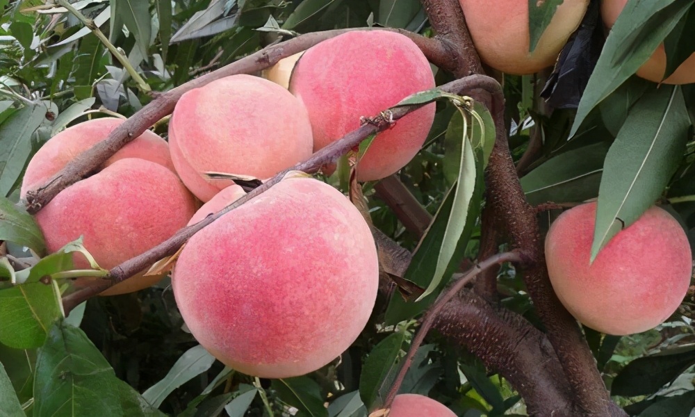 平度水果萝卜,平度十大名吃特产水果