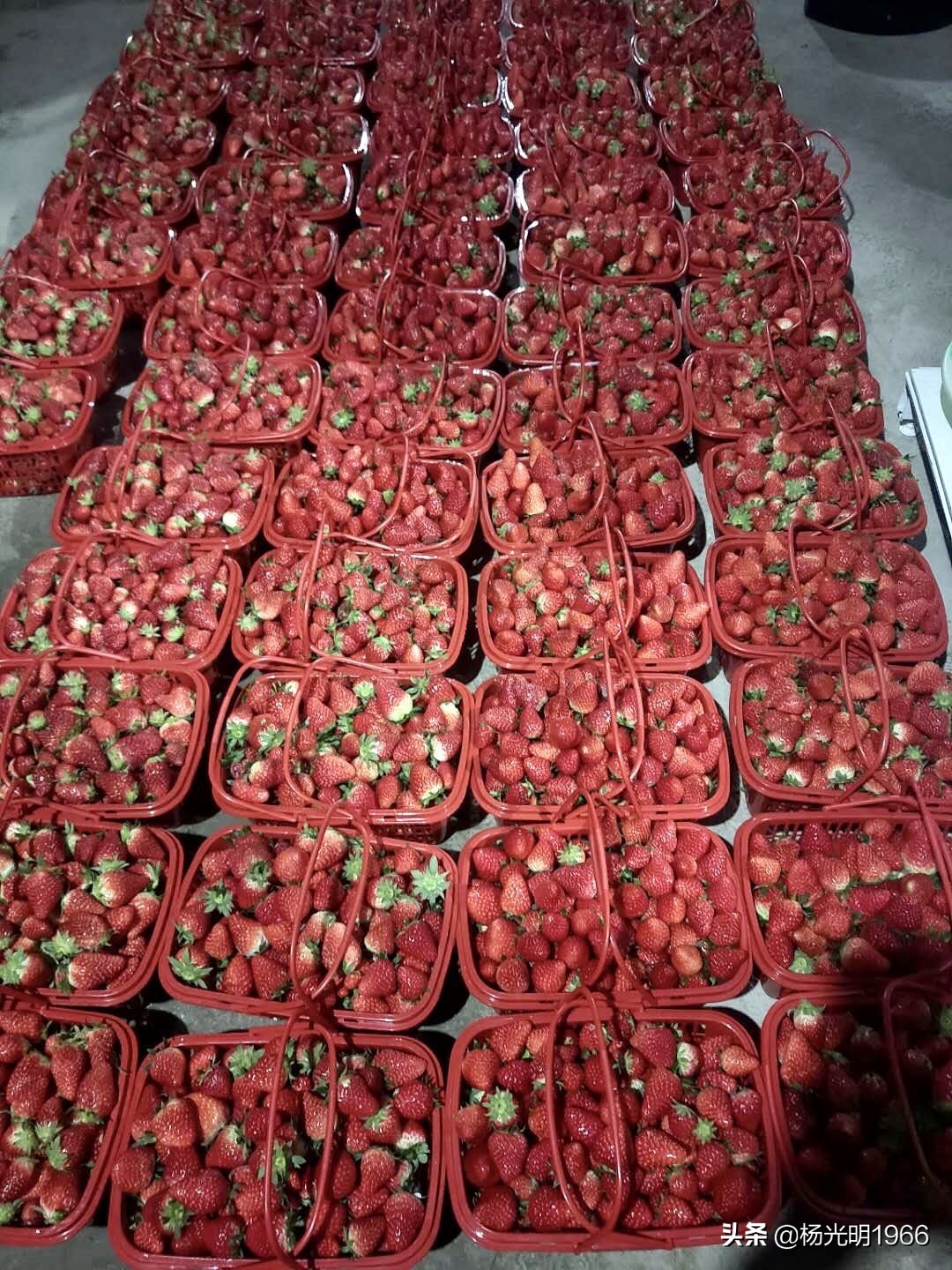 榛斾笢鍗楄嫍鏃忎緱鏃忚嚜娌诲窞鍑噷鑽夎帗 (鍑噷涓嬪徃鑽夎帗澶栭攢鎯呭喌)