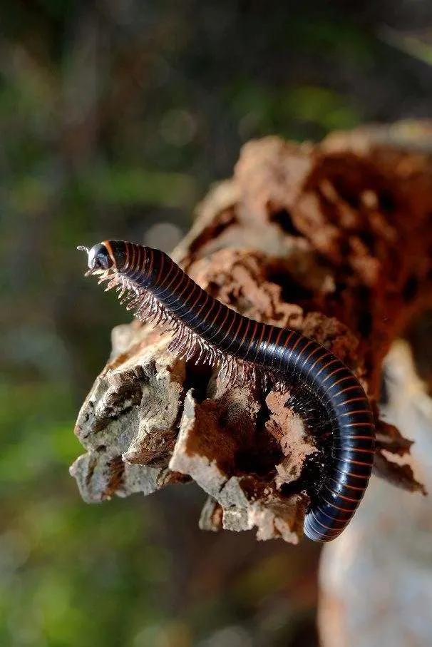 马陆大量出现是什么预兆,家里出现马陆是怎么回事