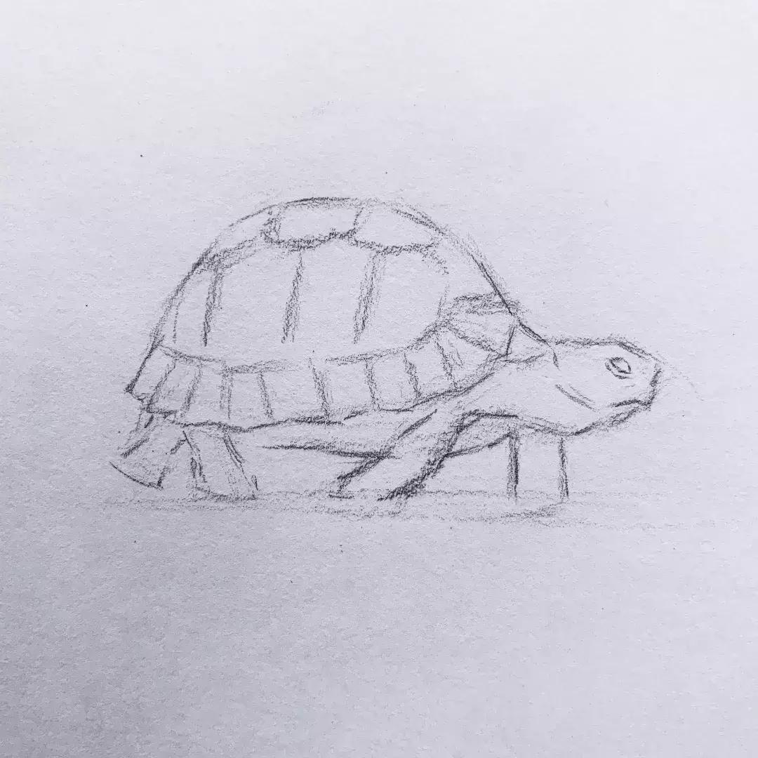 素描基础画小动物小乌龟,素描小乌龟怎么画
