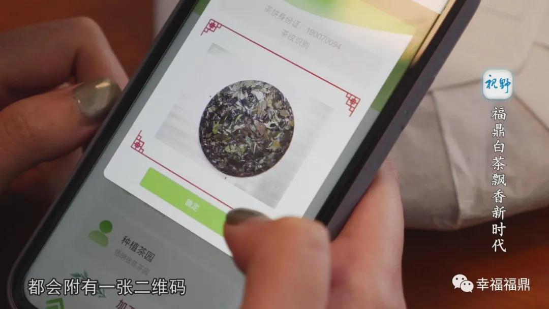 福鼎白茶兴起,白茶步入产业振兴快车道