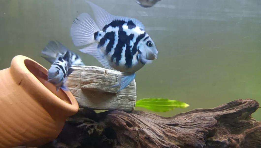 鹦鹉鱼可以跟迷你鹦鹉鱼一起养吗,迷你鹦鹉鱼会吃别的鹦鹉鱼小鱼吗