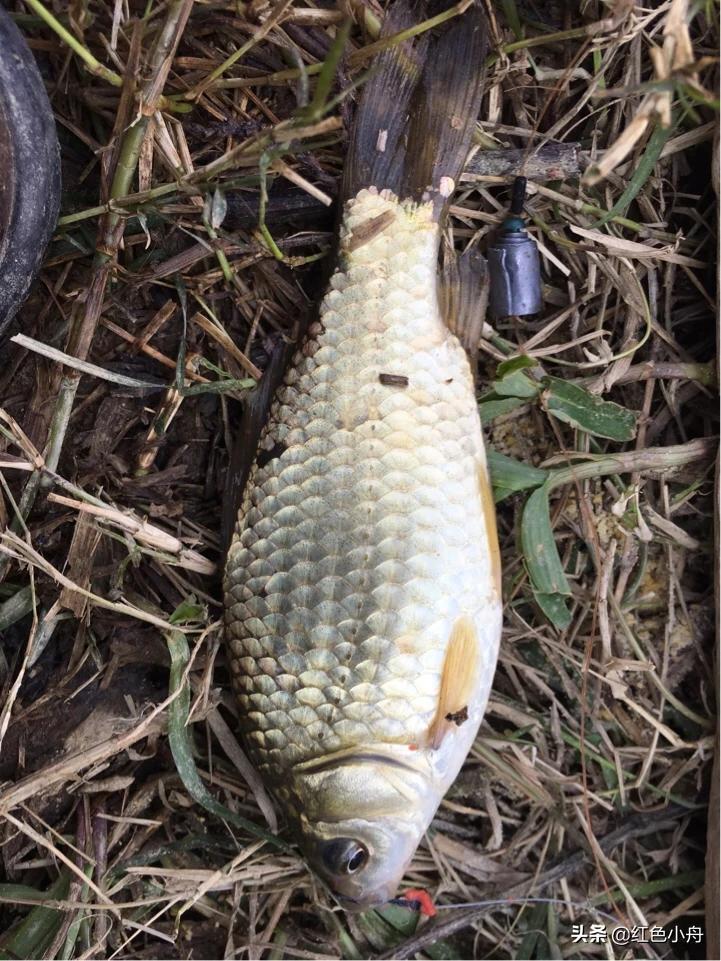 为什么我喜欢硬竿钓鱼,4.5米的鲫鱼竿能钓大鱼吗