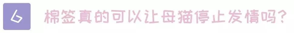 关于猫的100个冷知识和方法,3-6岁动物冷知识