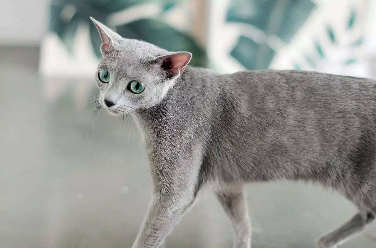 每天送你一只猫,(十三)俄罗斯蓝猫,冬天的精灵