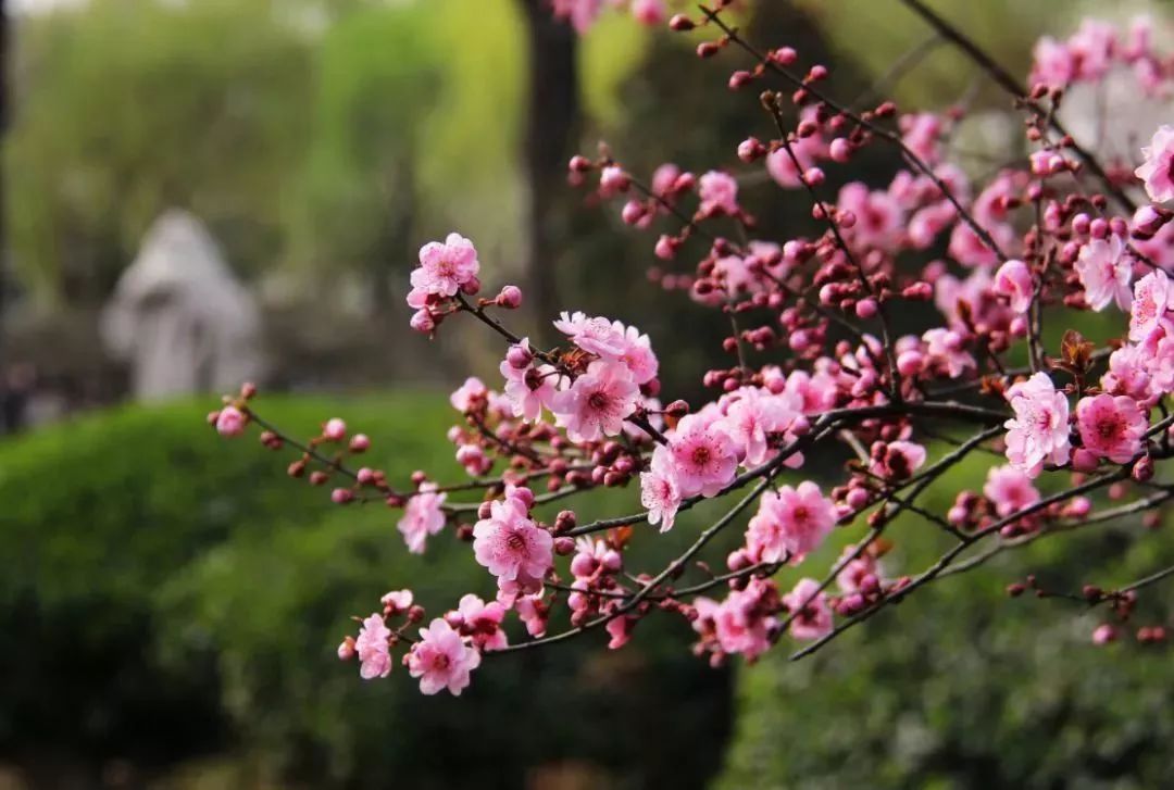 看到花的时候,不知是什么花?那就收下这份百花图谱