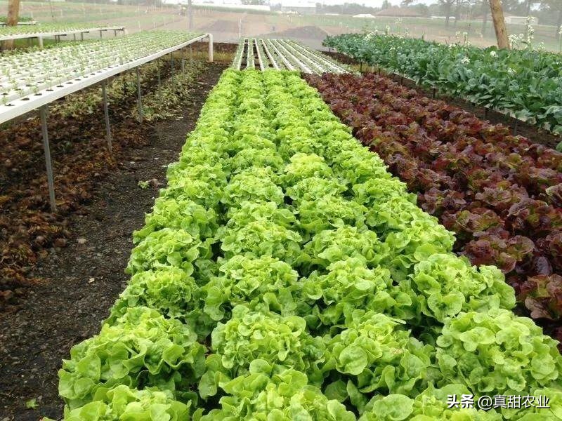 台风助力产区菜价整体飘红10.13广州蔬菜行情