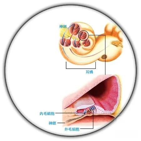 宝宝耳朵不校正有什么影响,孩子耳朵缺陷怎么教育
