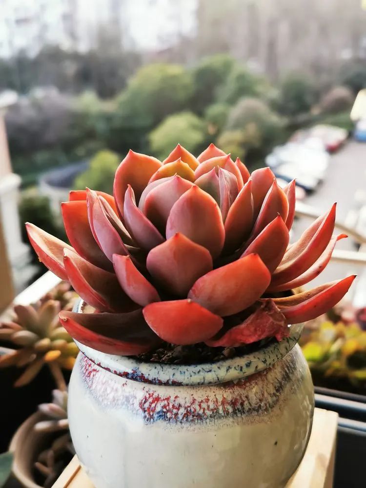 多肉砍头的怎么养,多肉怎么砍头才能爆发