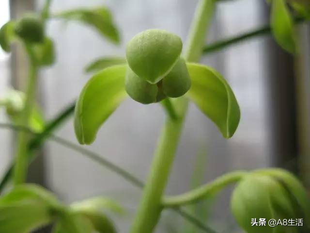 每日一兰花故事～中国兰花.惠兰名品.大一品