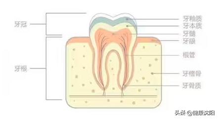 牙掉渣了怎么补救,健康科普堂正确食疗