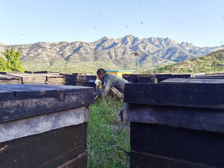 蜂蜜怎么吃才是最佳的方法,寻蜂蜜最有效的方法