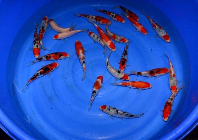 买观赏鱼需要注意的事项,购买观赏鱼应该注意什么