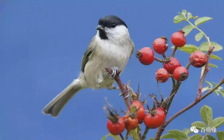 红子鸟饲养与管理,如何判断红子鸟会不会叫