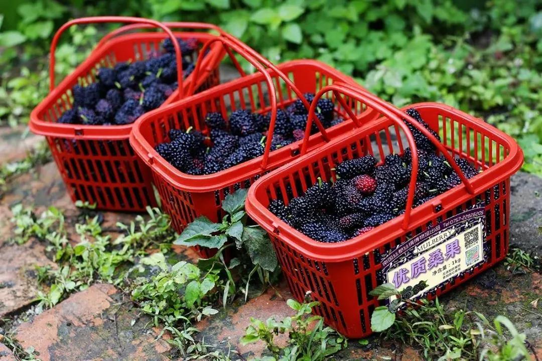 佛山市景区全免费开放,佛山南海多个场馆恢复开放