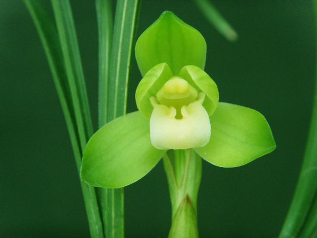 养兰要怎样养,新手养兰选择什么品种的兰花好