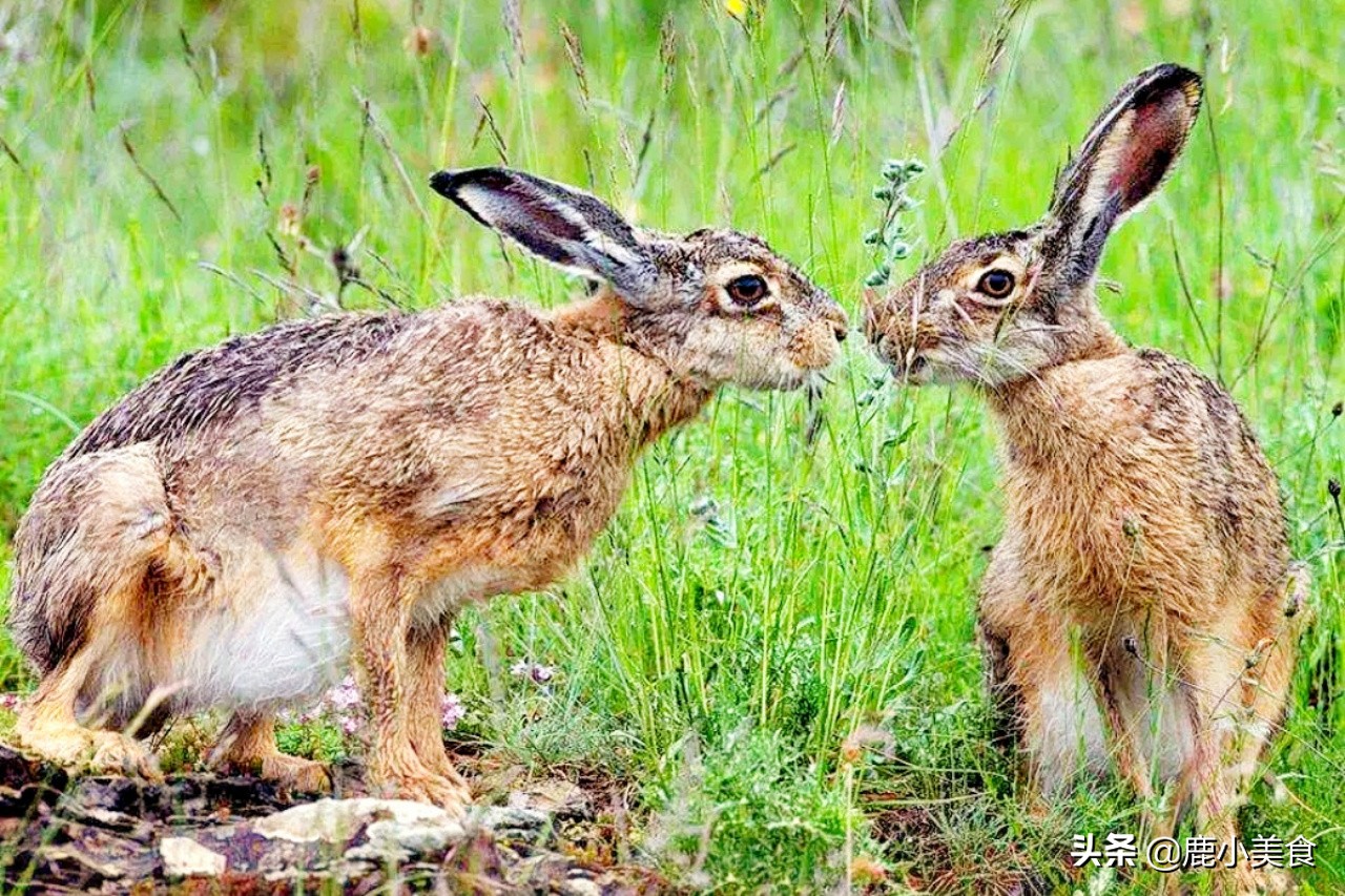 兔肉为什么营养很丰富,兔肉是高蛋白又不会肥胖的肉类