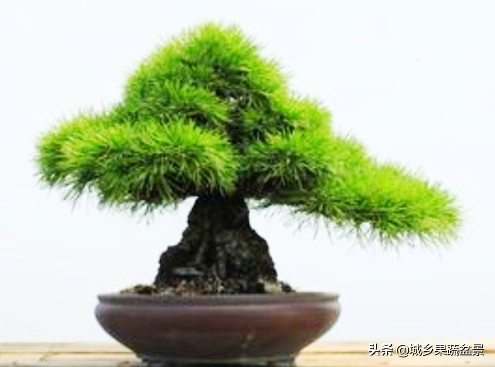 小黑松盆景的造型,黑松盆景各种造型名称及图片