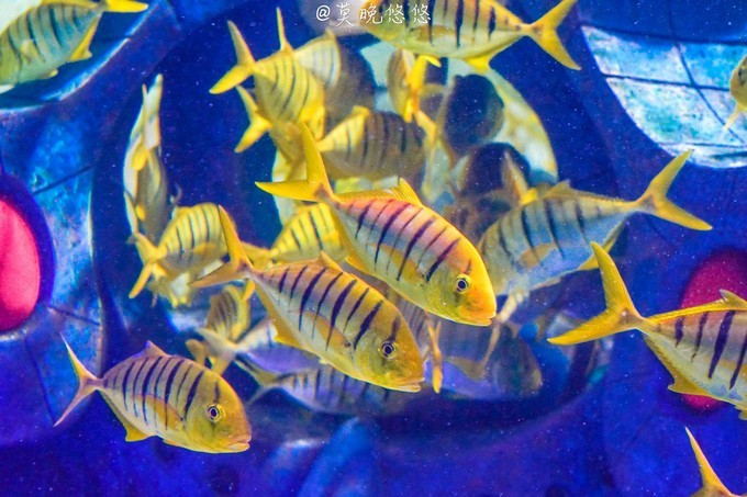 七星级酒店亚特兰蒂斯,三亚七星级酒店亚特兰蒂斯门票