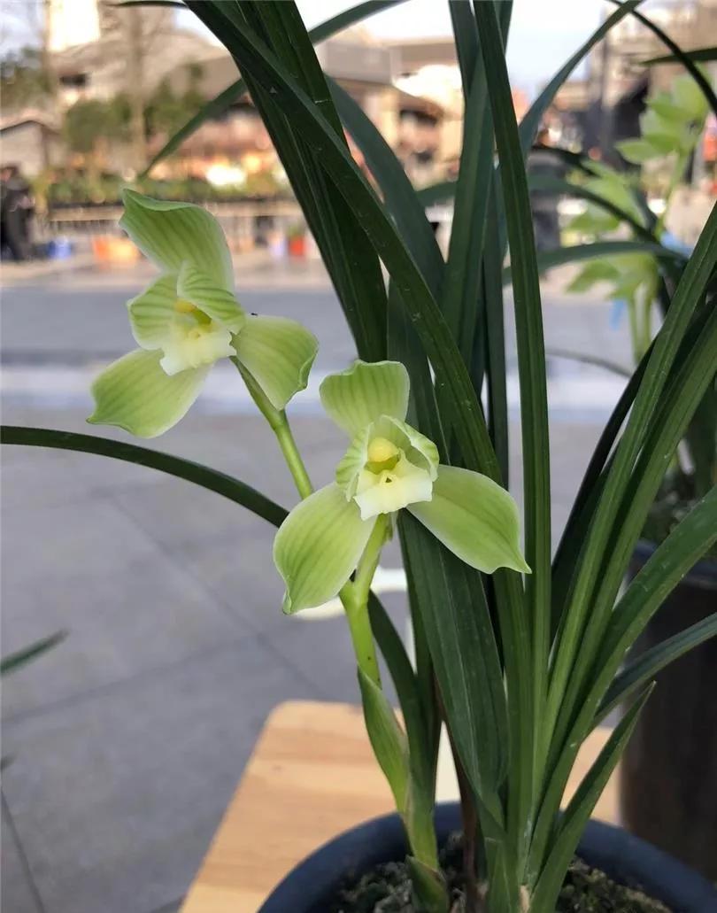 通江早年下山的一颗春剑素荷，后来成为传世名品