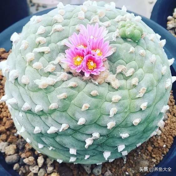 世界名贵花图片大全集,世界上最漂亮名贵的花卉