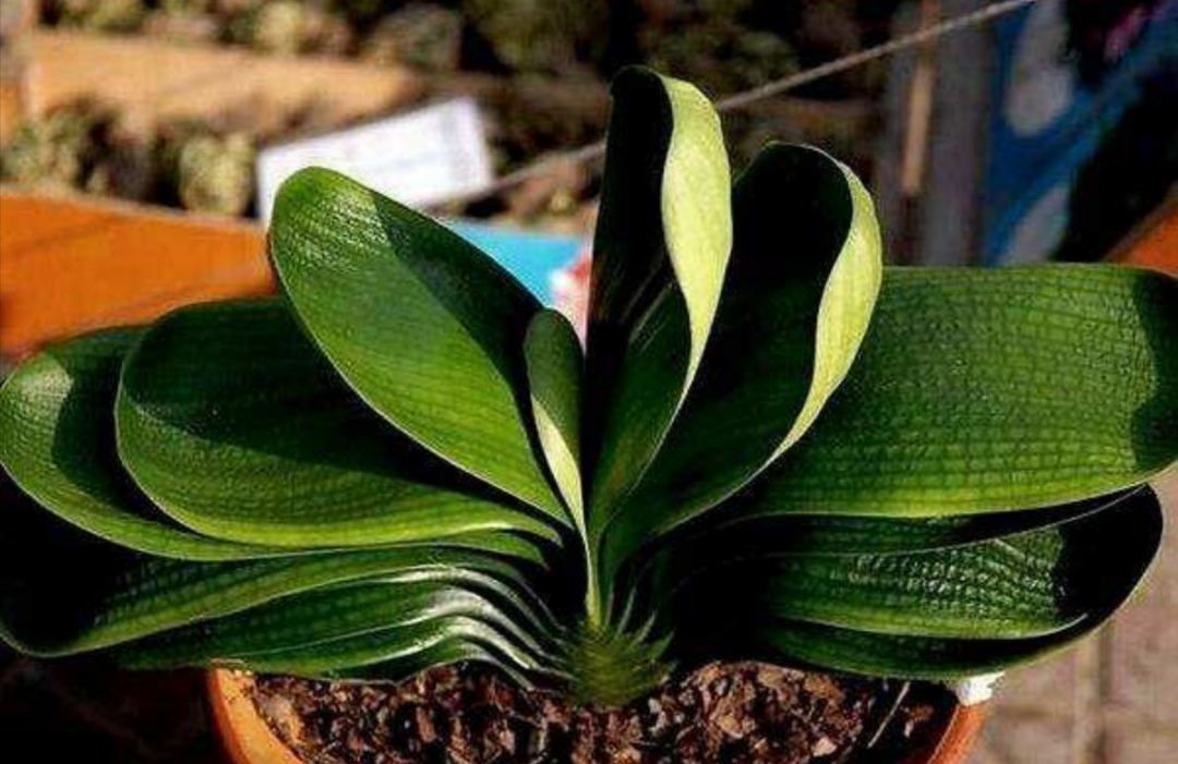 君子兰适合的光照,君子兰喜光照吗