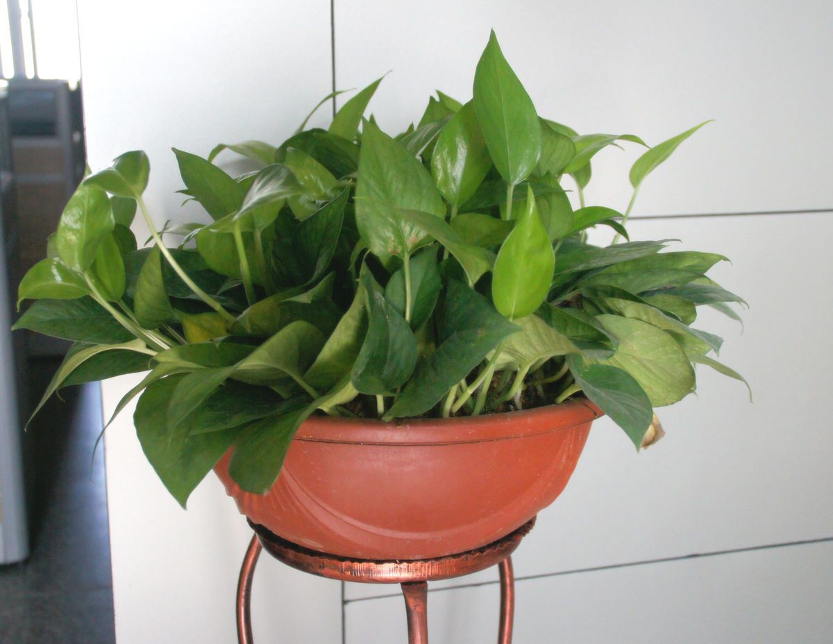 教你一招新房除甲醛,装修完除甲醛正确姿势很重要