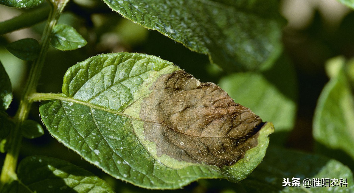 什么药对灰霉病有特效,防治霜霉疫病的农药有哪些