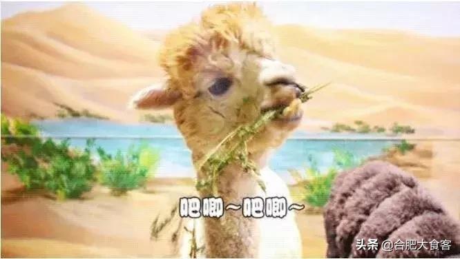 合肥动物园值得看的地方,合肥最好玩的动物园是哪