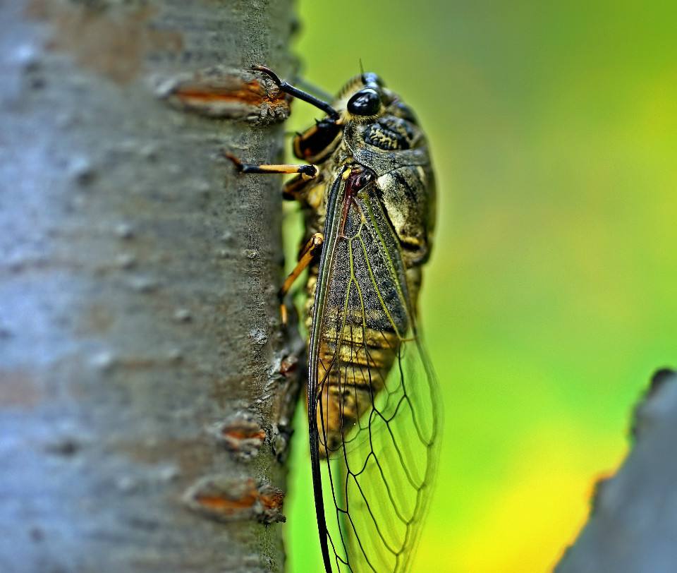 换换口味，去农村打野，跑不掉的野味你可以尝尝