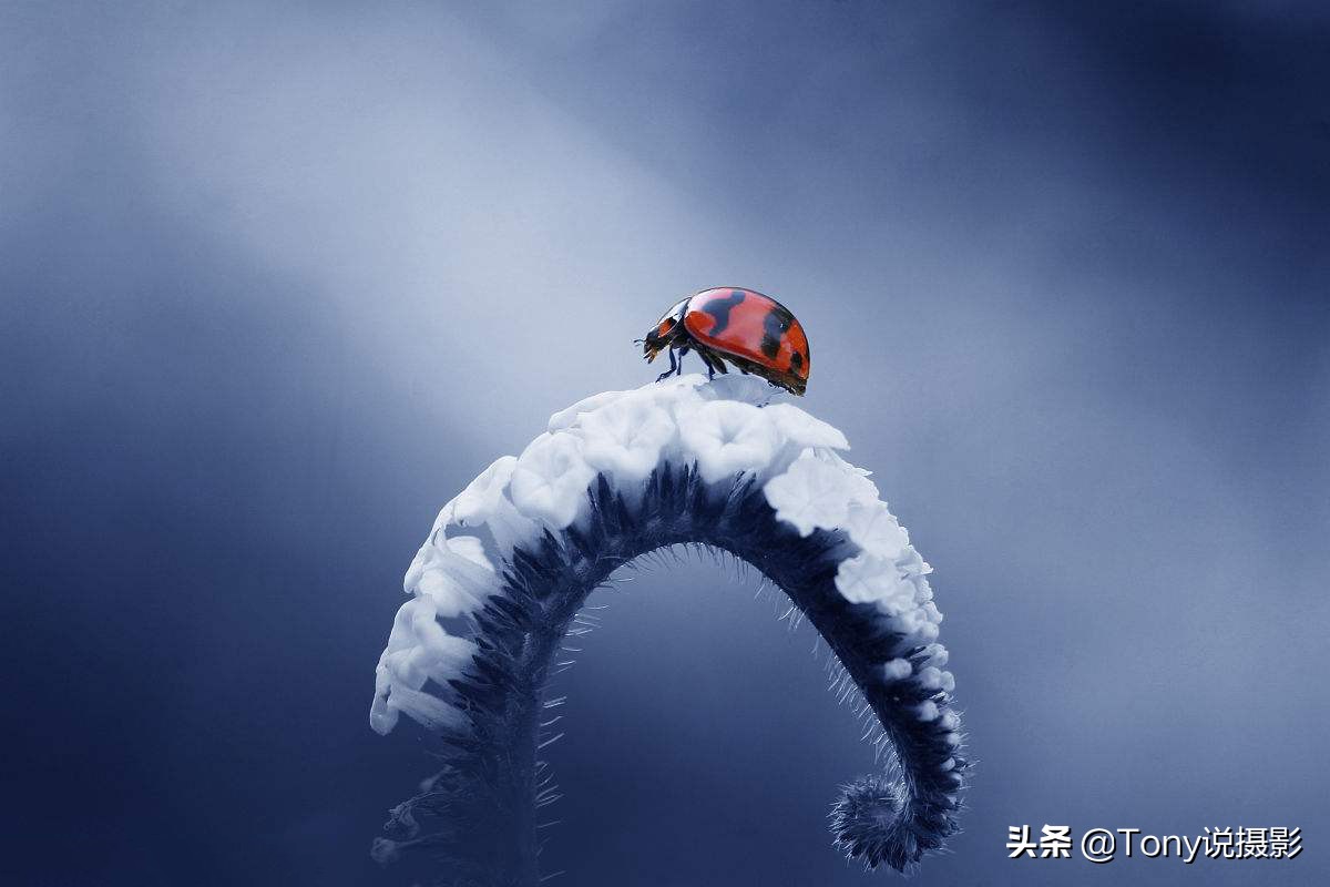 iphone12微距拍摄技巧,摄影微距怎么拍