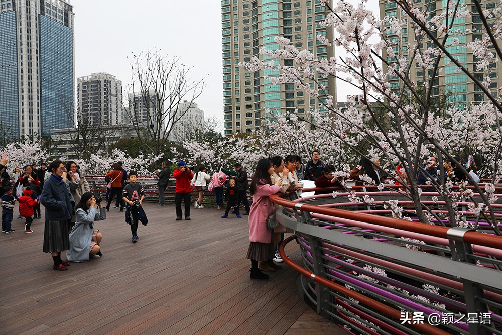 十里樱花十里尘,十五个赏樱地,赴一场樱花之恋