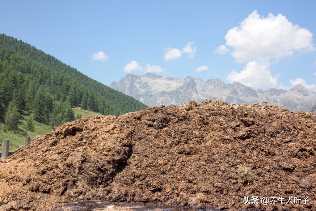 投资6万养羊还是养牛赚钱呢,养牛赚钱吗养200头牛一年能挣10万