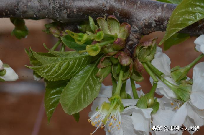 樱桃好吃树难栽，已经过时了，关键是要掌握好这些标准管理技术