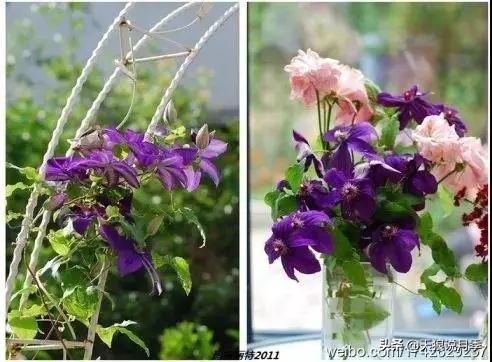 天气回暖虫害,天气渐暖虫害预防